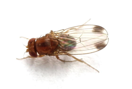 Drosófila de alas manchadas Drosophila suzukii SAG