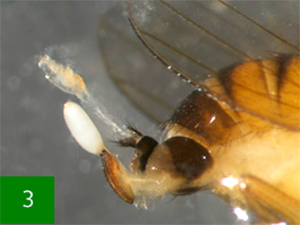 Dros Fila De Alas Manchadas Drosophila Suzukii Sag