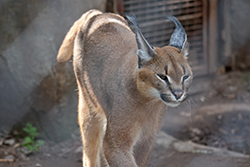 Ingreso a Chile - Ingreso de especies animales y vegetales protegidas