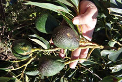 Avocado sunblotch viroid