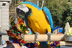 Ingreso a Chile - Ingreso de aves de compañía