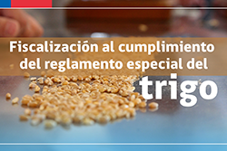 Fiscalización al cumplimiento del reglamento especial del trigo