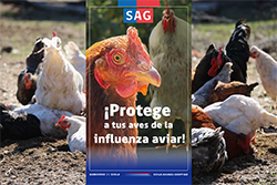 ¡Protege a tus aves de la influenza aviar!