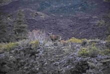 SAG y CONAF realizan visita a zona de avistamiento de huemul en Parque Laguna del Laja 