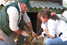 Gracias a la oportuna denuncia y a la ayuda de una empresa privada y familias de la comuna de Galvarino, los funcionarios del Servicio Agrícola y Ganadero (SAG)  lograron rescatar a dos pudúes (Pudu pudu) de un incendio forestal ocurrido en el sector.