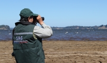 El Servicio Agrícola y Ganadero (SAG) informó que tras realizar el censo de verano de aves acuáticas período 2014 en el sector del Lago Budi, se ha logrado cuantificar más de 10 mil ejemplares de aves. Estos positivos  resultados corroboran la efectividad del área prohibida de caza establecida en esta zona. 