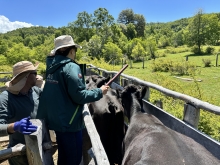 Cuarenta familias del sector Llanquén fueron beneficiadas con muestreo de brucelosis bovina e identificación de su ganado