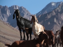 Servicio Agrícola y Ganadero y Servicio Nacional de Aduana dan a conocer número de ganaderos que han realizado tramitación hasta la fecha para traspasar la cordillera  San Juan, Argentina, número de tramitación  que aumenta día a día.