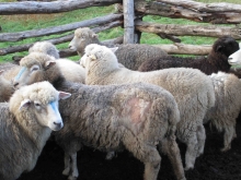 En enero de 2013 se detectó que la enfermedad afectaba a 2 mil 565 ovinos tras un año de intensas fiscalizaciones y control por parte del Servicio Agrícola y Ganadero, ninguno de los 6 predios involucrados presenta signos clínicos asociados a tal enfermedad   