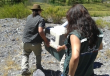 En la Central Cipreses, ubicada en la comuna de San Clemente, provincia de Talca, fue liberado un ejemplar de Zorro Chilla (Lycalopex griseus) el cual fue rescatado por funcionarios del SAG de la comuna de Romeral y que permaneció más de tres meses en el Centro de Rehabilitación Casa Noé de la ciudad de Linares. 