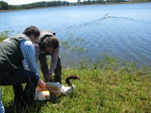 Tres cisnes de cuello negro, Cygnus melancoryphus, fueron liberados exitosamente en la laguna del fundo María Ester, en la comuna de Victoria,  por funcionarios del Servicio Agrícola y Ganadero (SAG).