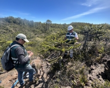 El longevo bosque de araucarias “enanas” en Nahuelbuta: un tesoro bajo vigilancia del SAG