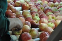 Se reabre mercado peruano para manzanas y carozos chilenos