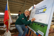 Chile declara nueva región provisionalmente libre de brucelosis bovina