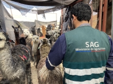 SAG de Arica y Parinacota certifica la primera exportación de alpacas con dispositivo electrónico de identificación oficial