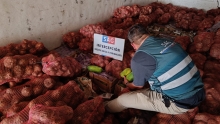 SAG descubre centro de acopio clandestino con 11.500 kilos de productos agrícolas de alto riesgo fitosanitario