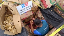 SAG intercepta camión en Cuya con 13 mil kilos de frutas y verduras ilegales