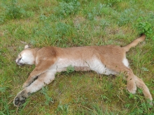 Puma atropellado en Los Lagos