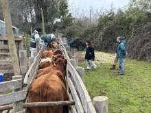 Seremi de Agricultura y SAG visitan predio ganadero por plan de erradicación de la Brucelosis bovina