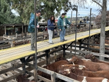 Autoridades acompañan fiscalización en feria ganadera de Talca