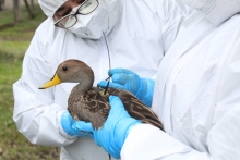 SAG instala transmisores satelitales solares en aves silvestres de las regiones del Maule y Biobío