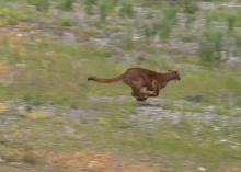 Puma es reinsertado en su hábitat natural tras su captura en barrio residencial de la región Metropolitana