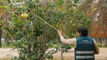 SAG comienza campaña por mosca de la fruta en Copiapó