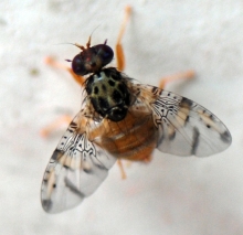 SAG informa campaña de control y erradicación de mosca de la fruta en las comunas de Peñalolén, Pedro Aguirre Cerda y Santiago