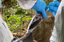 En La Araucanía SAG levanta primeras zonas bajo control sanitario por influenza aviar