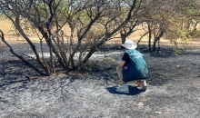 Contingencia por incendios forestales en las regiones del Ñuble y Biobío