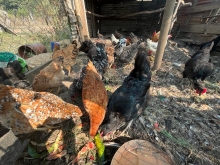 SAG controla caso de influenza aviar en aves de traspatio en la Región de La Araucanía
