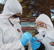 SAG Ñuble detecta caso de influenza aviar en aves de traspatio en comuna de Chillán Viejo 
