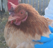 SAG Magallanes confirma primer caso de influenza aviar en aves de traspatio