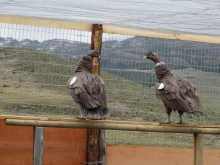 El programa está a cargo del Servicio Agrícola y Ganadero (SAG), Conservación Patagónica y la Unión de Ornitólogos de Chile (Unorch), quienes liberarán 4 cóndores rescatados en la región entre los años 2010 y 2012