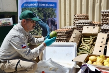 SAG intensifica despliegue operativo para proteger a Chile de la mosca de la fruta