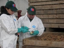 Fiscalizadores SAG inspeccionan las papas