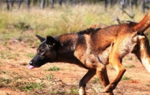 Perro en el sector rural 