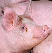 Laboratorio del SAG invita a productores a realizar examen de triquinosis a cerdos faenados en predios 