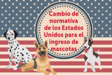 Nuevos Requisitos para la Exportación de Perros a EE.UU.